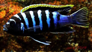 Cynotilapia zebroides 'Likoma Island'